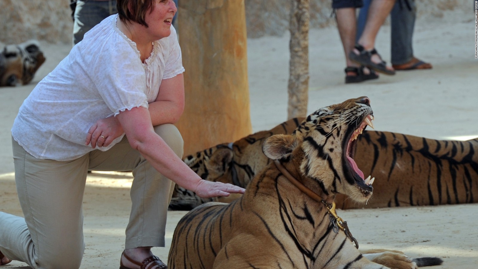 Forty tiger cub bodies found in Thai temple freezer | INews Guyana