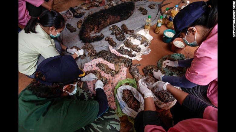 Thai wildlife officials collect samples for DNA testing from the carcasses of 40 tiger cubs and a binturong, or a Southeast Asian bearcat, found at the temple on June 1. The Wildlife Conservation Office is looking into the possibility that the temple is smuggling tiger parts, the organization&#39;s director told CNN. 