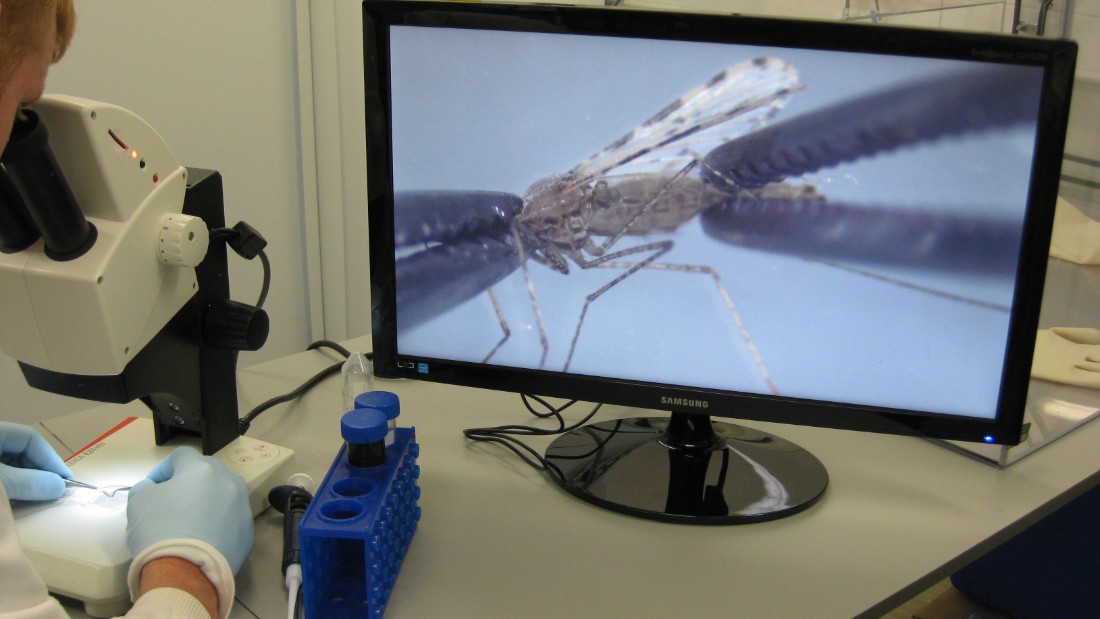 Hill&#39;s team at the Jenner Institute have been studying the parasite and the mosquito vectors that carry them for many years. Here, a team member is dissecting a mosquito under a microscope.