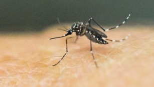 Florida investigating non-travel related case of Zika