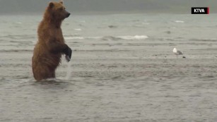 Hang out with brown bears in Katmai National Park