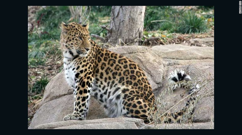 Zeya, a 4-year-old Amur leopard, was recaptured after escaping Tuesday at Utah&#39;s Hogle Zoo.