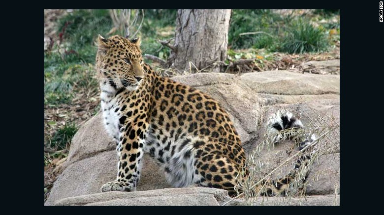 Leopard escapes from Salt Lake City zoo exhibit