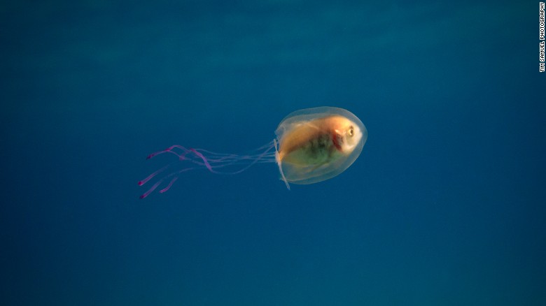 160607163521-tuim-samuel-jellyfish-2-exl