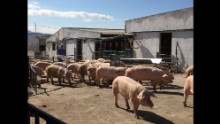Pigs at the Agropor facility in Spain are being used in the chimera experiments.