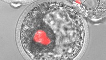 This microscopic image shows human induced pluripotent stem cells, colored red, integrated into a pig embryo. Scientists hope these human cells can be harnessed to create organs for transplant patients one day.