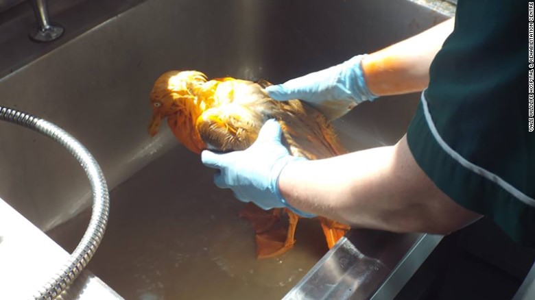 Staff at the rescue center cleaned the bird using washing-up liquid