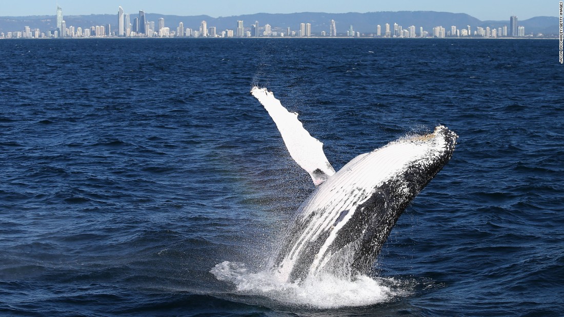 Whale sightings are common along Australia's east coast during the months of May to November as the animals travel north to breed in warmer waters. 