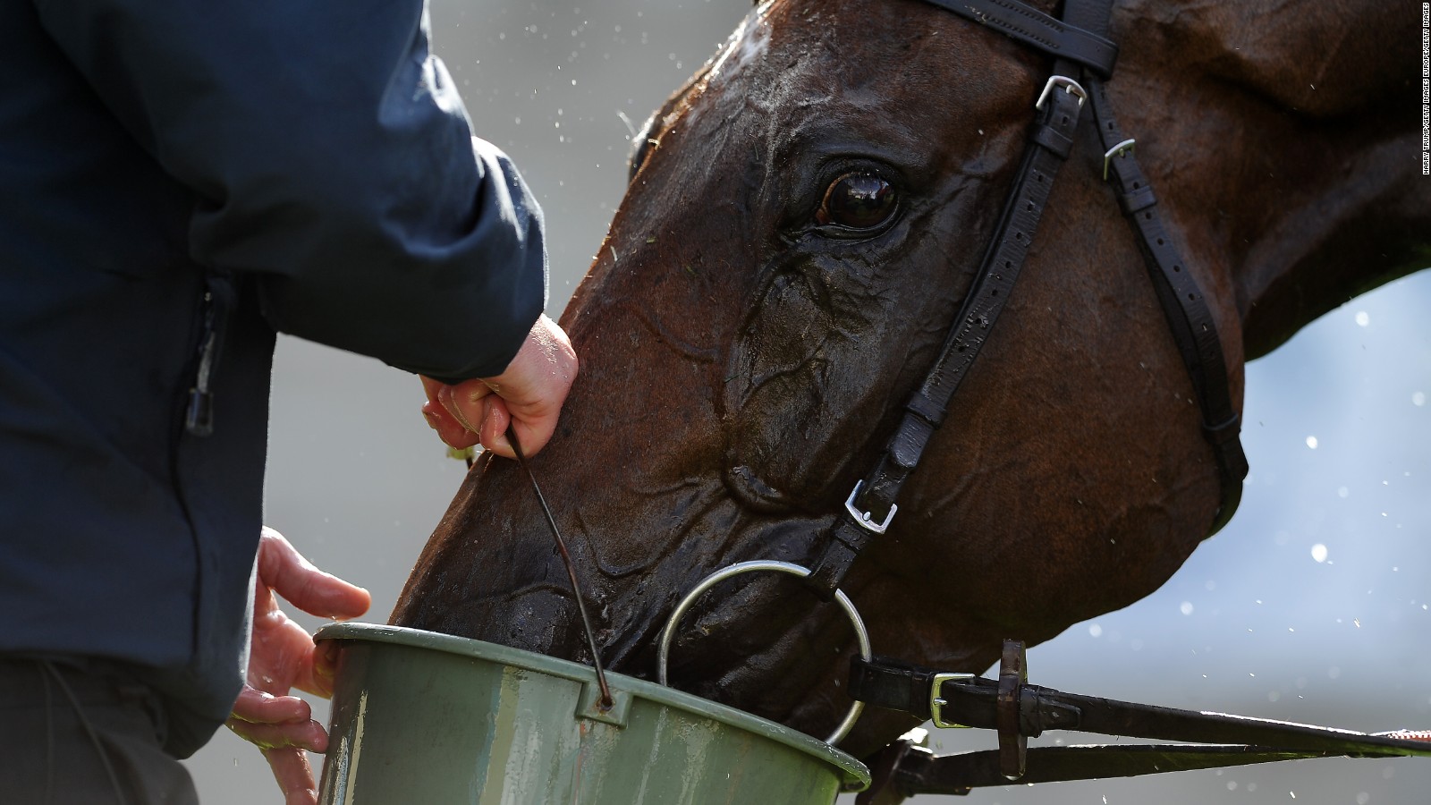 Horses eat around two to three percent of their bodyweight per day.