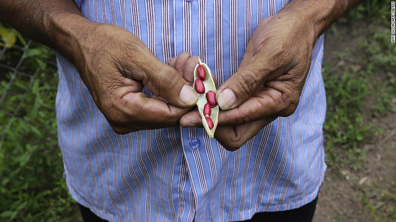 Growing more protein rich foods such as beans could help, says Haddad