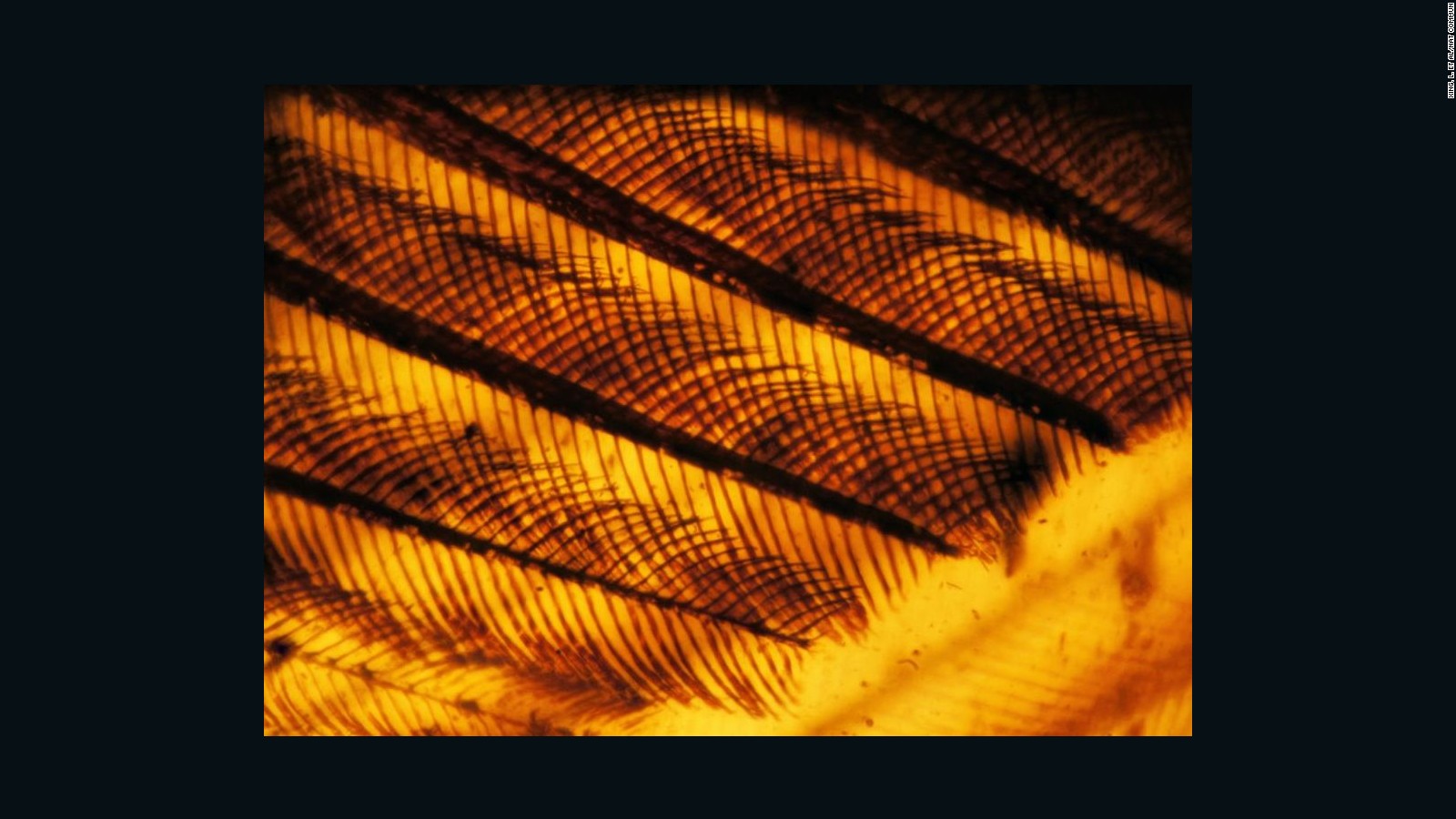 Photo of bird wing in amber.