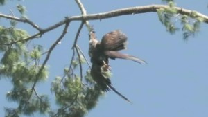 man saves eagle by shooting tree pkg_00013326.jpg