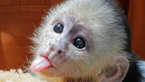 This baby white-faced capuchin boy monkey, born on May 17, sticks out its tongue at Jungle Island, Wednesday, July 6, 2016, in Miami. The monkey, the offspring of capuchin monkeys Fabiana and Mogli, hasn't been named yet, Jungle Island is asking the public to go to Jungle Island's Facebook page, and leave a name in comment, the public has until next Monday July, 11, 2016. The winning name will be announced later this month. (AP Photo/Alan Diaz)