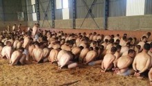 A photo showing a mass detention in Ankara, where dozens of detainees were forced to kneel, partially stripped.