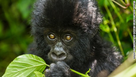 Can a power plant save the gorillas?
