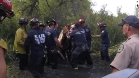 Dramatic horse rescue sparks reaction