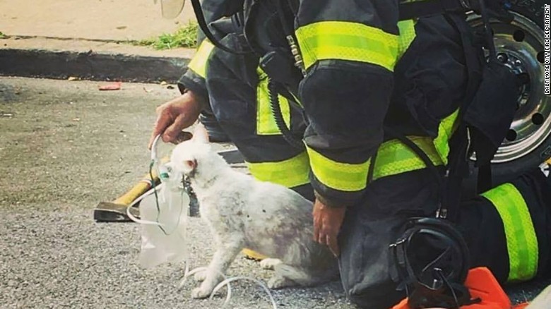 Cat Revived by Firefighters