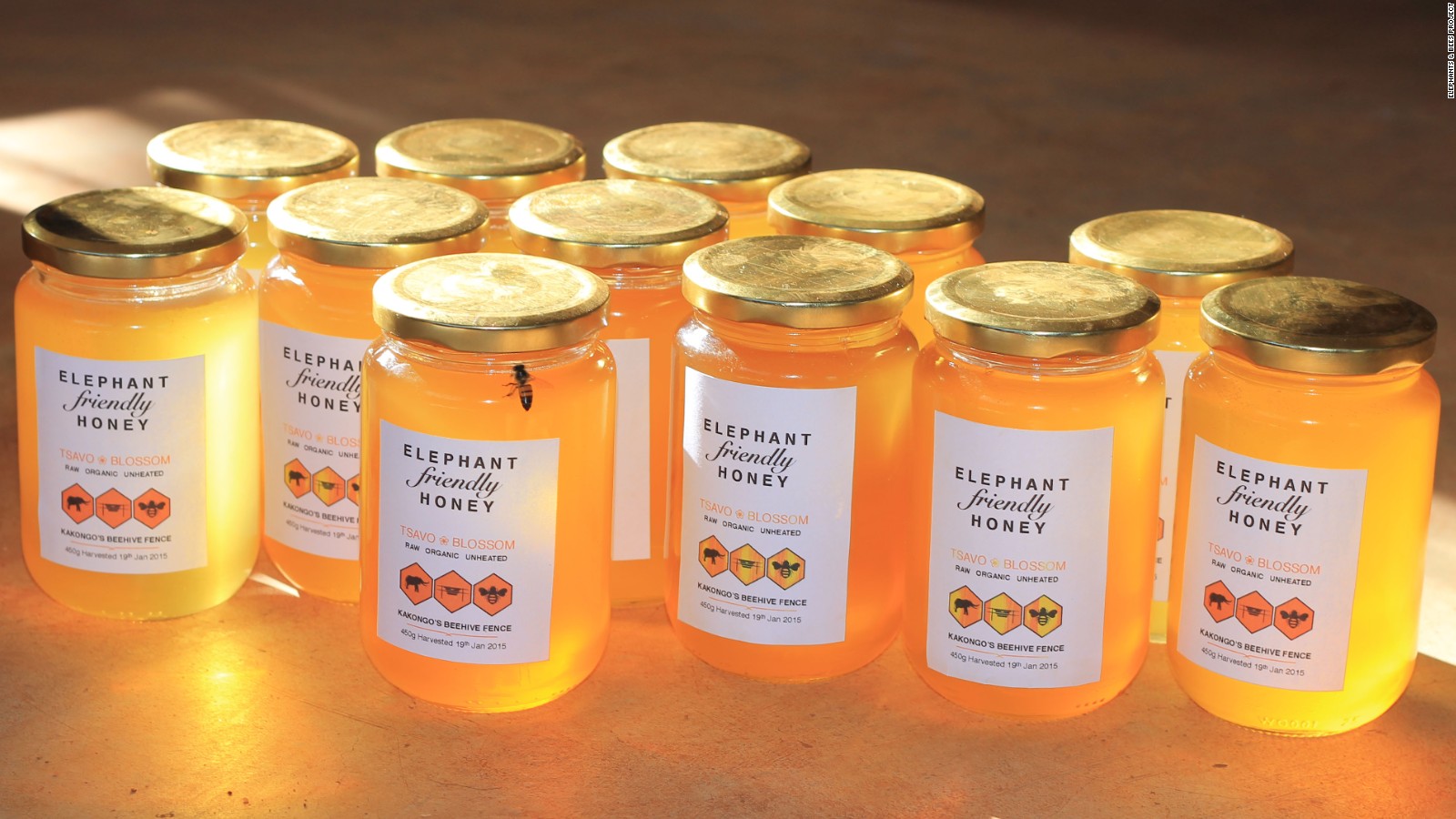 Honey produced by beehive fences.