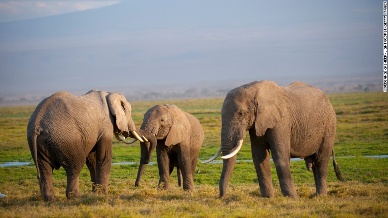Rare aquatic species generally put land animals to shame in terms of lifespan, and yet the African elephant deserves mention. In the wild, this beast can live to be 70 years old, according to the <a href=