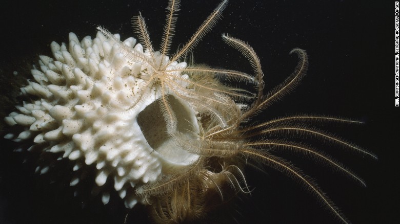 A simple glance reveals the Antarctic sponge to be among the most primitive of animals. Yet these remote sea creatures have versatile feeding behaviors, can produce unique chemicals and can display complex developmental processes, according to the <a href=