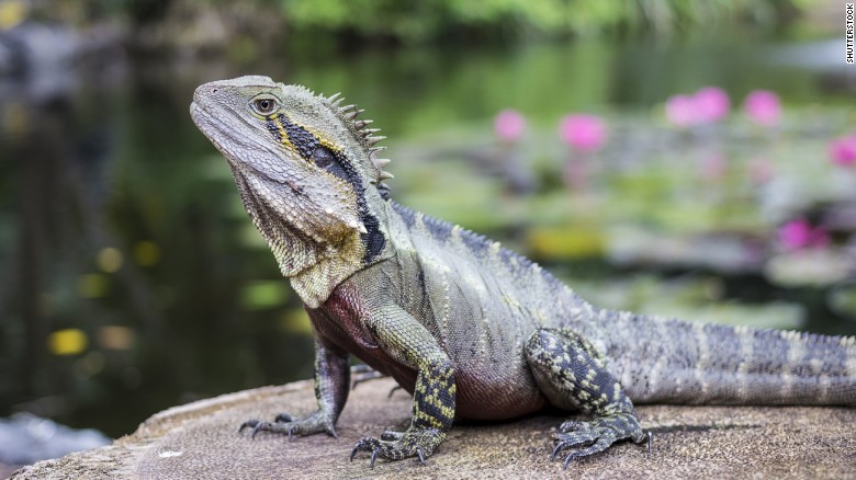 Tuatara, which live on 32 offshore islands of New Zealand, are the only surviving species in an ancient order of reptiles that lived during the age of dinosaurs. They tip the scales at 2 pounds or less, according to <a href=