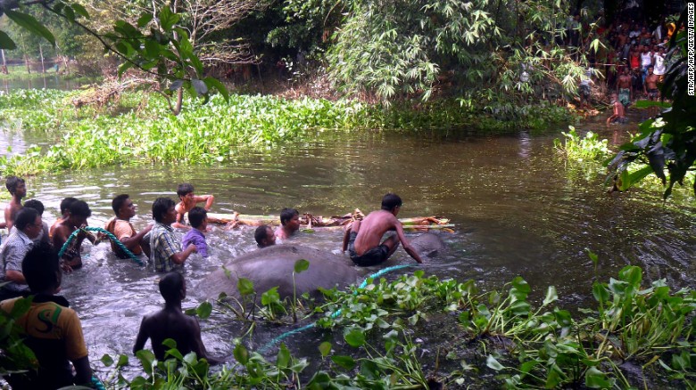 Locals helped save the beast from drowning 