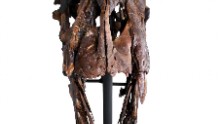 A frontal view of the Rees Rex skull.