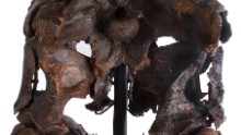 The back view of the Rees Rex skull.