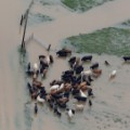 20 la-flooding 0813