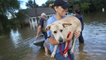 Ann Chapman, from the Louisiana State Animal Response Team, carries a dog she helped rescue in Baton Rouge on August 15. 
