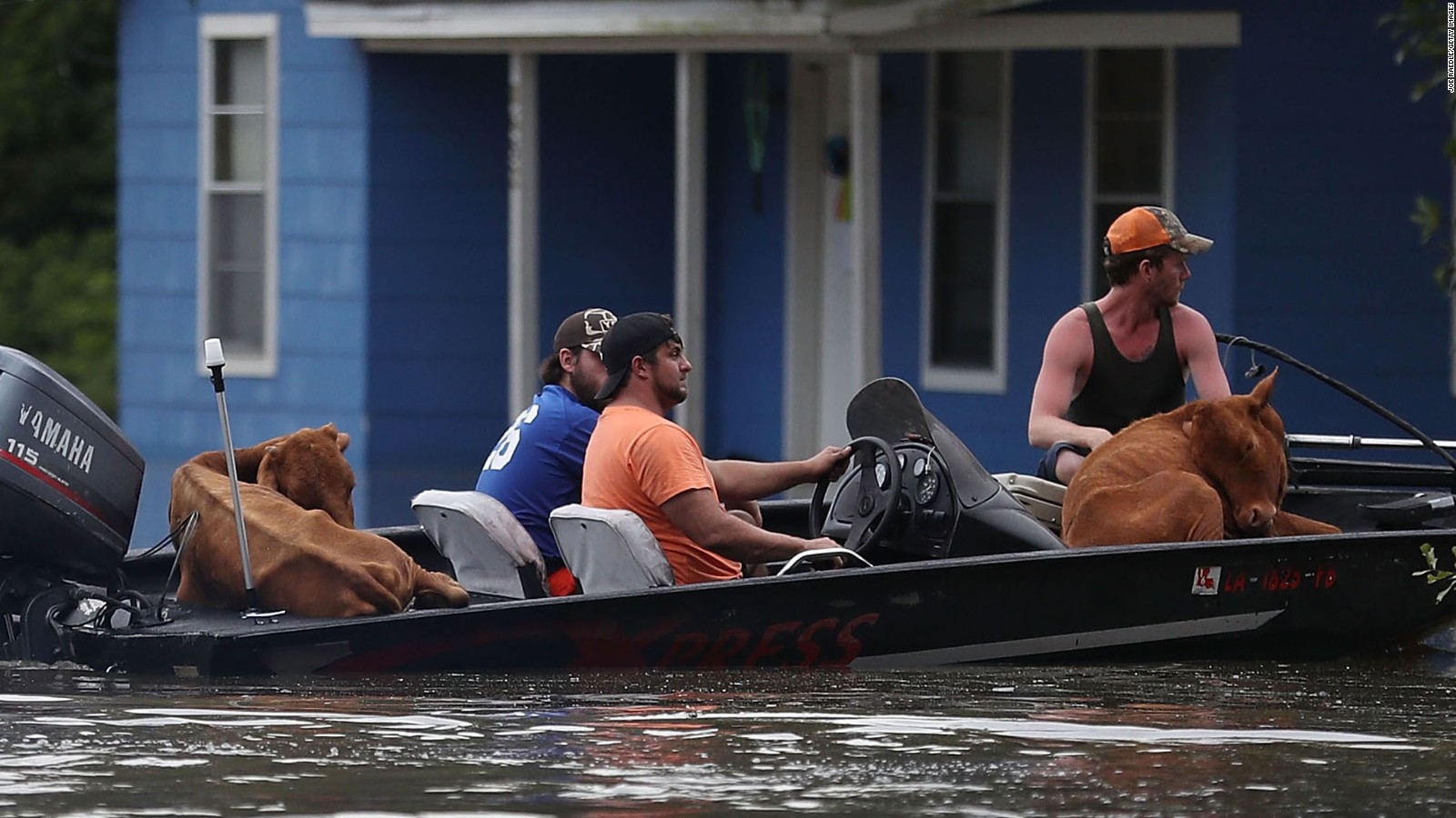 Cattle are taken by boat through a flooded street to dry land on August 16 in Sorrento, Louisiana.