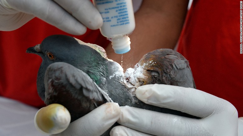 An Indian volunteer holds a pigeon who sustained injuries from &quot;manja&quot; (a strong string coated with powdered glass or other abrasives used to fly kites) on Makar Sankranti in Mumbai on January 14, 2013. 