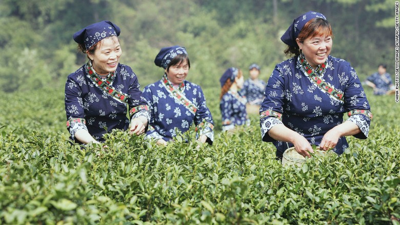 Hangzhou is home to some of China&#39;s finest -- and priciest -- tea leaves. The village of Longjing is where tea leaves were grown for China&#39;s ancient emperor. Tea-picking season is usually around late March to April, when travelers from across the country visit the village for quality tea leaves.