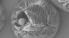 Highly porous polymer microparticle made using a thermally induced phase separation process, 200 microns in diameter