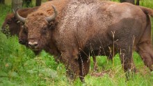 The Bialowieza Forest has the biggest population of freely-roaming European bison in the world.