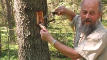Forester Andrzej Antczak, says these spruce trees need to be cut down to stop the spread.