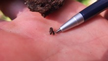 Tiny but deadly: The beetle threatening Europe's primeval forest