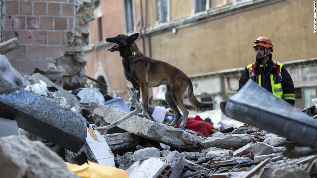 A dog searches for people trapped in collapsed buildings in Amatrice.