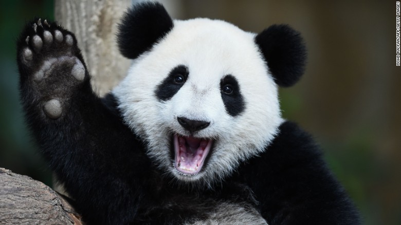 Giant panda cub Nuan Nuan lives at the National Zoo in Kuala Lumpur.