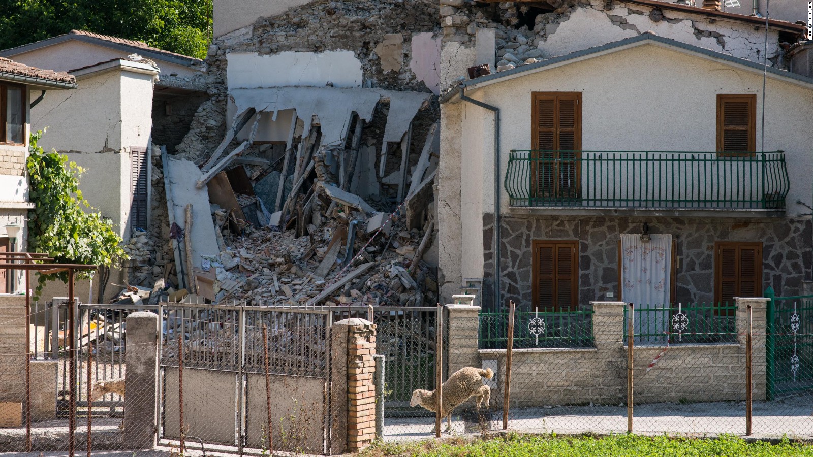 Stray sheep wander past the wrecked shells of homes in Accumoli.
