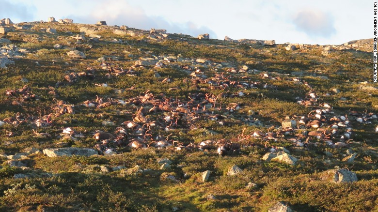 The Norwegian park is home to Europe&#39;s largest herds of wild reindeer.