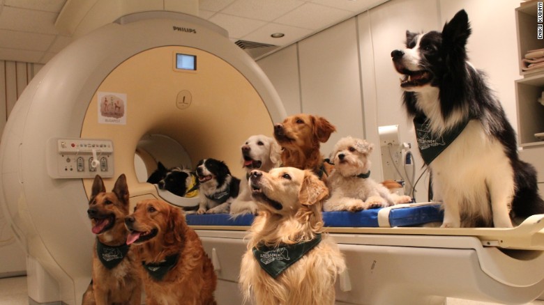 The trained dogs sit around the MRI scanner and listen to their trainer.
