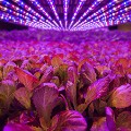 aerofarms led sharp