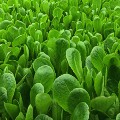 aerofarms romaine lettuce