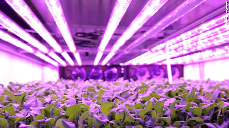 A massive indoor vertical farm is about to open in the US and it grows baby leaves and herbs using a method which requires no sunlight or soil and next to no water.&lt;br /&gt;