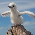 Midway White Tern