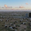 Midway Laysan Albatross