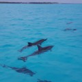Midway Dolphins