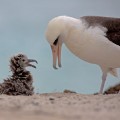Midway Laysan Albatross