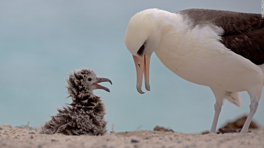 A Laysan albatross feeds its chick on Midway. The birds carry five tons of plastic waste onto the island each year.